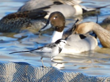 2021年1月2日(土) 本埜村白鳥の郷の野鳥観察記録