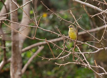 Masked Bunting Unknown Spots Thu, 11/24/2016