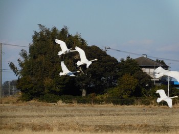 コハクチョウ 本埜村白鳥の郷 2021年1月2日(土)