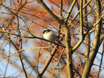 Long-tailed Tit 深泥池 Sat, 1/2/2021