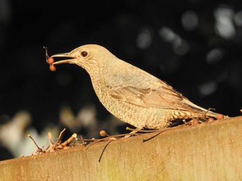 Blue Rock Thrush 深泥池 Sat, 1/2/2021