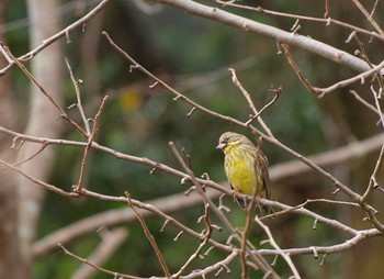 Masked Bunting Unknown Spots Thu, 11/24/2016