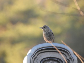 Blue Rock Thrush 深泥池 Sat, 1/2/2021