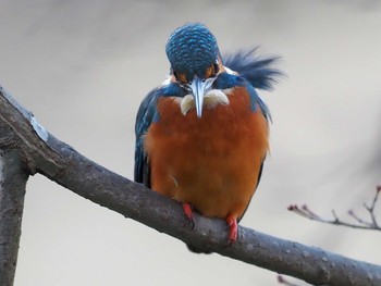 2021年1月2日(土) 薬師池公園の野鳥観察記録