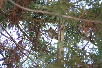 アカハラ 青葉山公園 2021年1月2日(土)