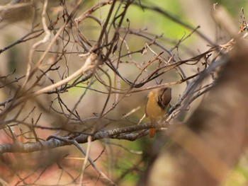 Daurian Redstart Unknown Spots Thu, 11/24/2016