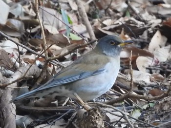 Pale Thrush 城山公園(神奈川県) Sat, 1/2/2021