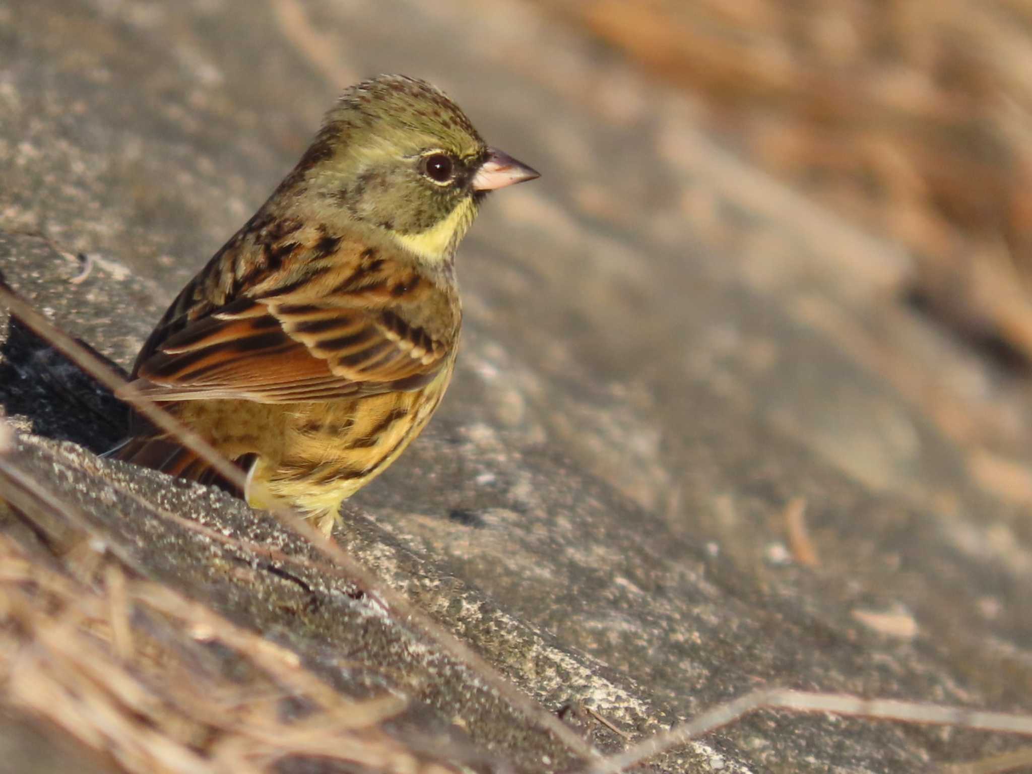 Photo of Masked Bunting at 岡山百間川 by タケ