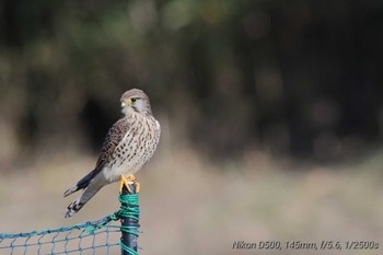 チョウゲンボウ 相模川　座架衣橋　 2021年1月2日(土)