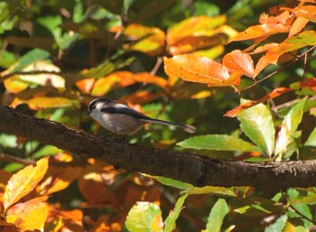 Long-tailed Tit Unknown Spots Wed, 11/16/2016