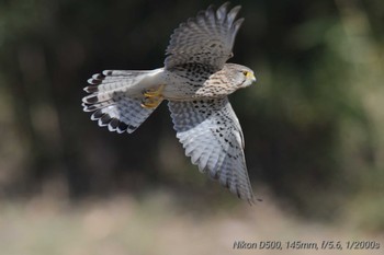 チョウゲンボウ 相模川　座架衣橋 2021年1月2日(土)