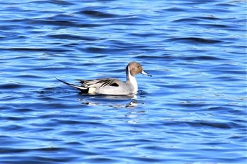 2021年1月2日(土) 多摩川二ヶ領上河原堰の野鳥観察記録