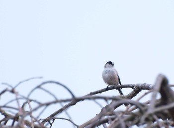 Long-tailed Tit Unknown Spots Sat, 11/19/2016