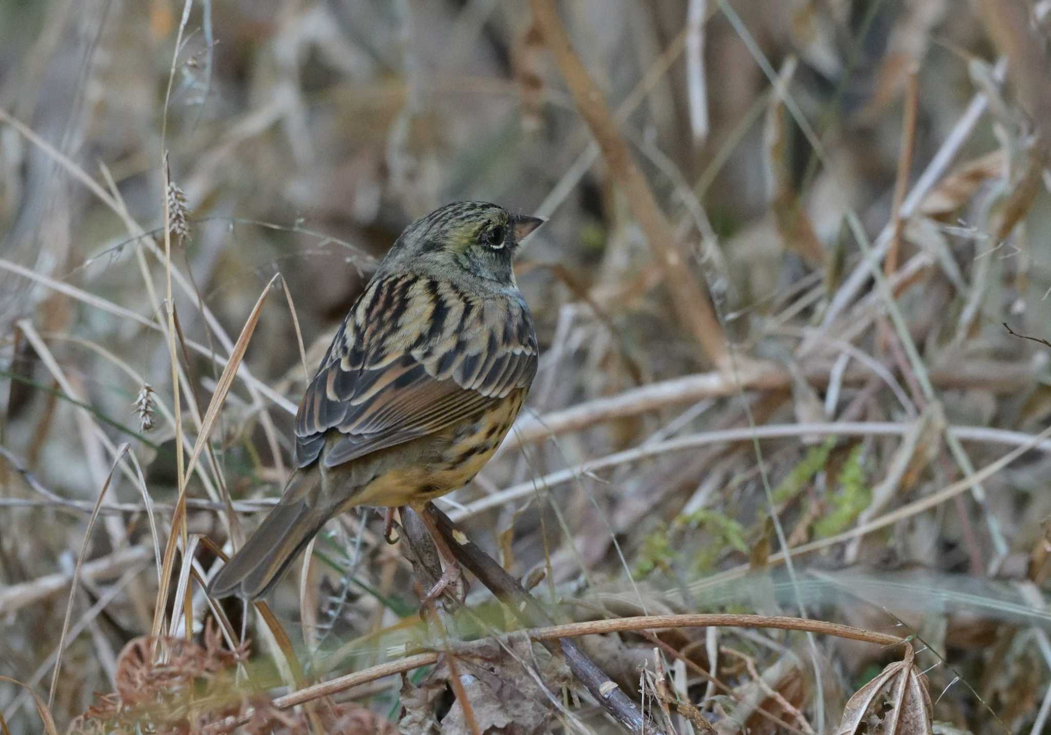 Photo of Masked Bunting at 田貫湖 by 塩コンブ