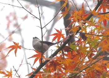 Long-tailed Tit Unknown Spots Sun, 11/20/2016