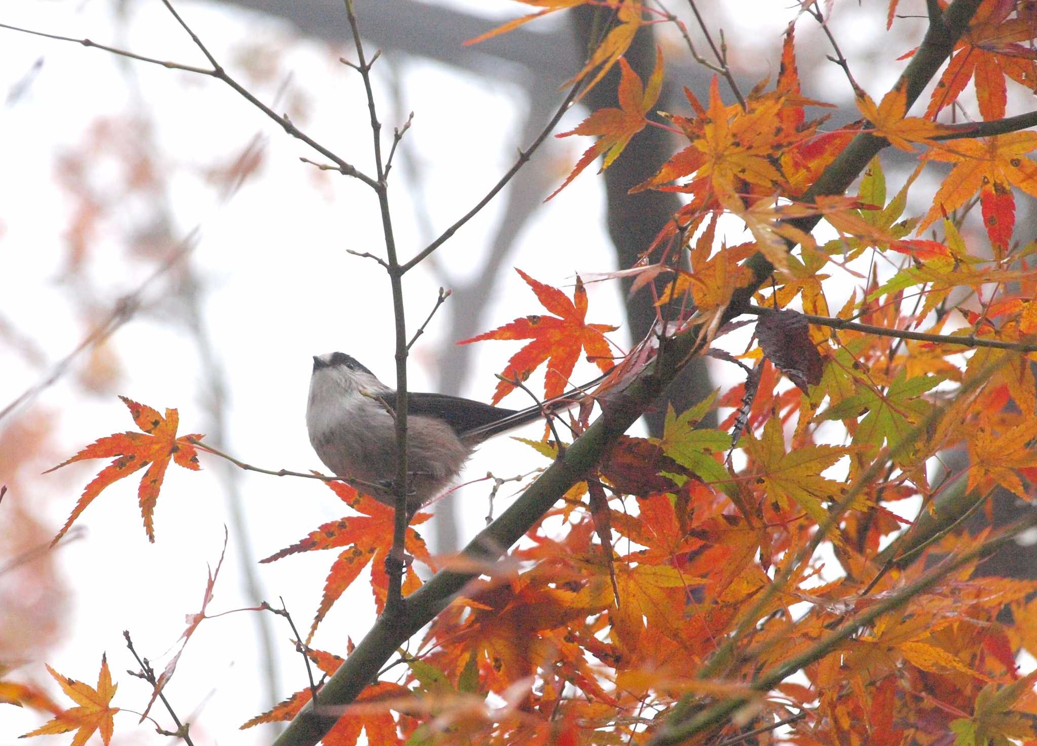 霧のなかのエナガ