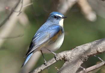 Sat, 1/2/2021 Birding report at 田貫湖