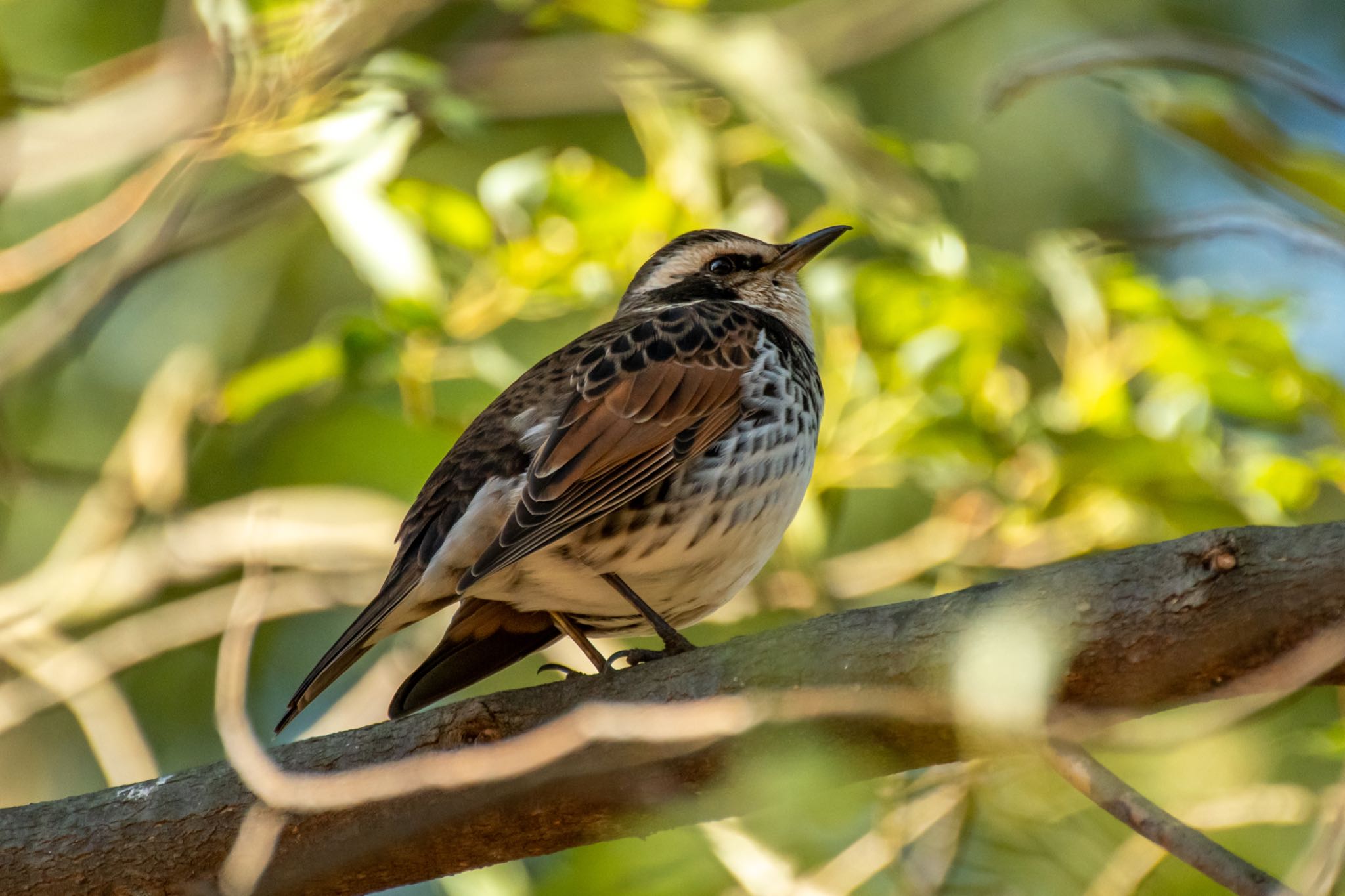 代々木公園 ツグミの写真 by Marco Birds