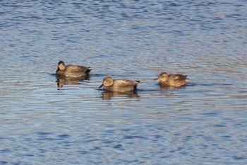 Gadwall 武庫川 Thu, 12/31/2020