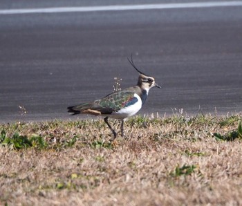 Northern Lapwing 越辺川(埼玉県川島町) Sat, 1/2/2021