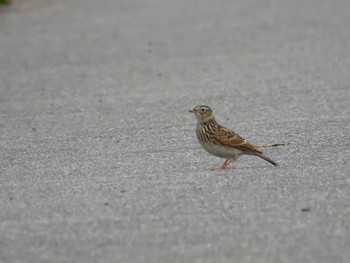 Eurasian Skylark 立田大橋付近西北堤防道路 Mon, 10/17/2016