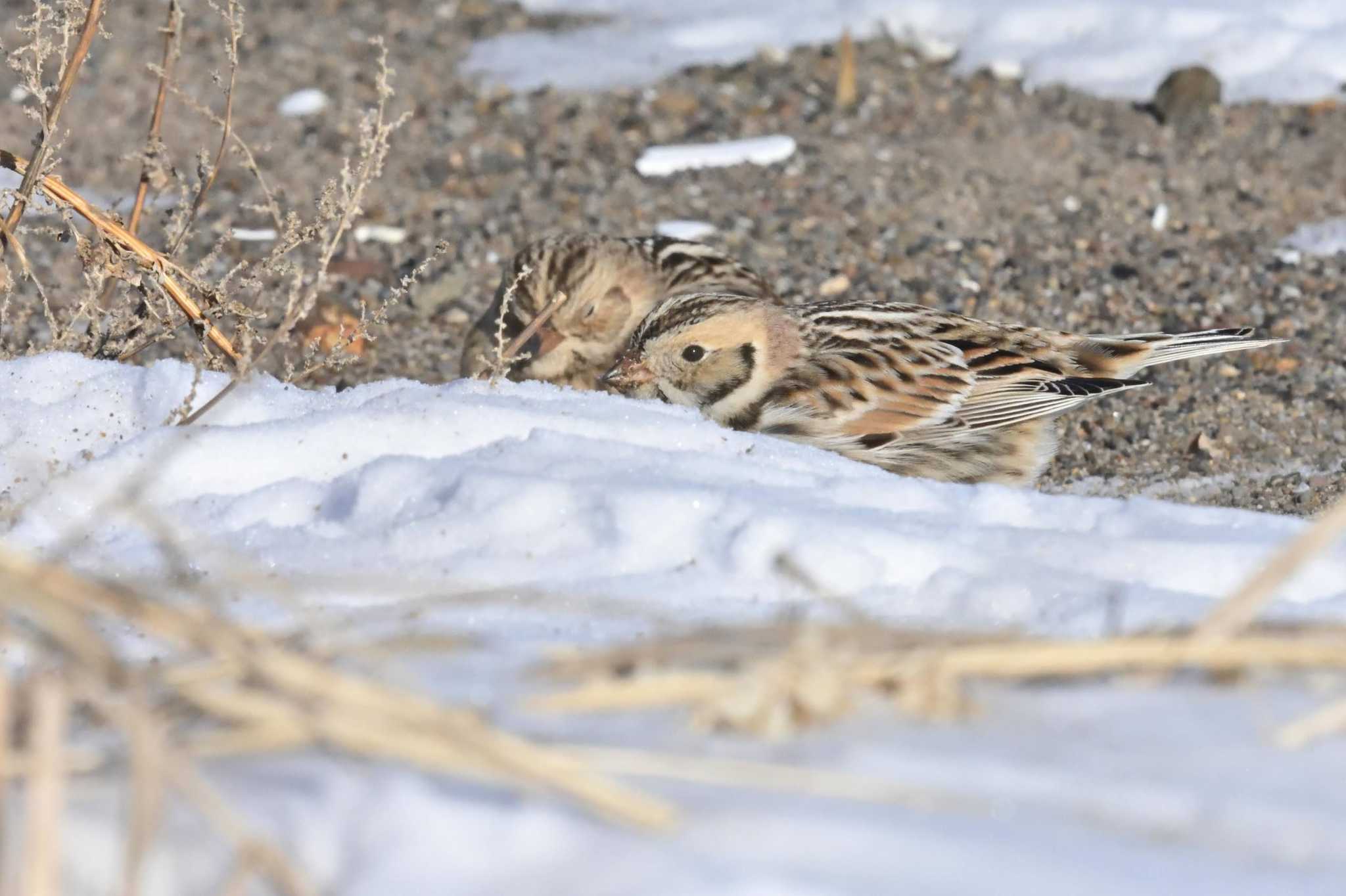 Photo of Lapland Longspur at 風蓮湖 by Masa