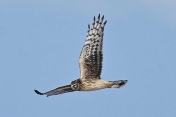 2021年1月1日(金) 風蓮湖の野鳥観察記録