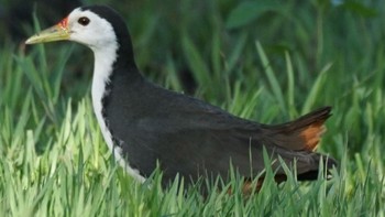 2021年1月1日(金) 石垣島の野鳥観察記録