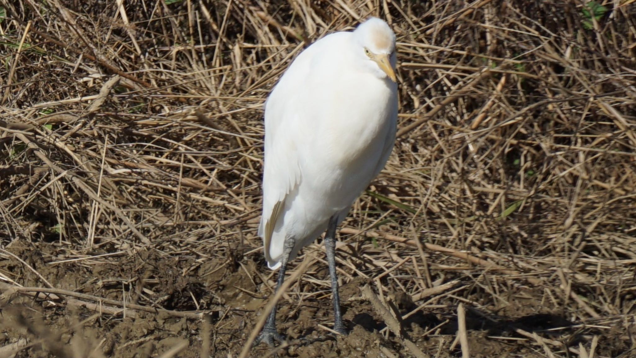 アマサギ