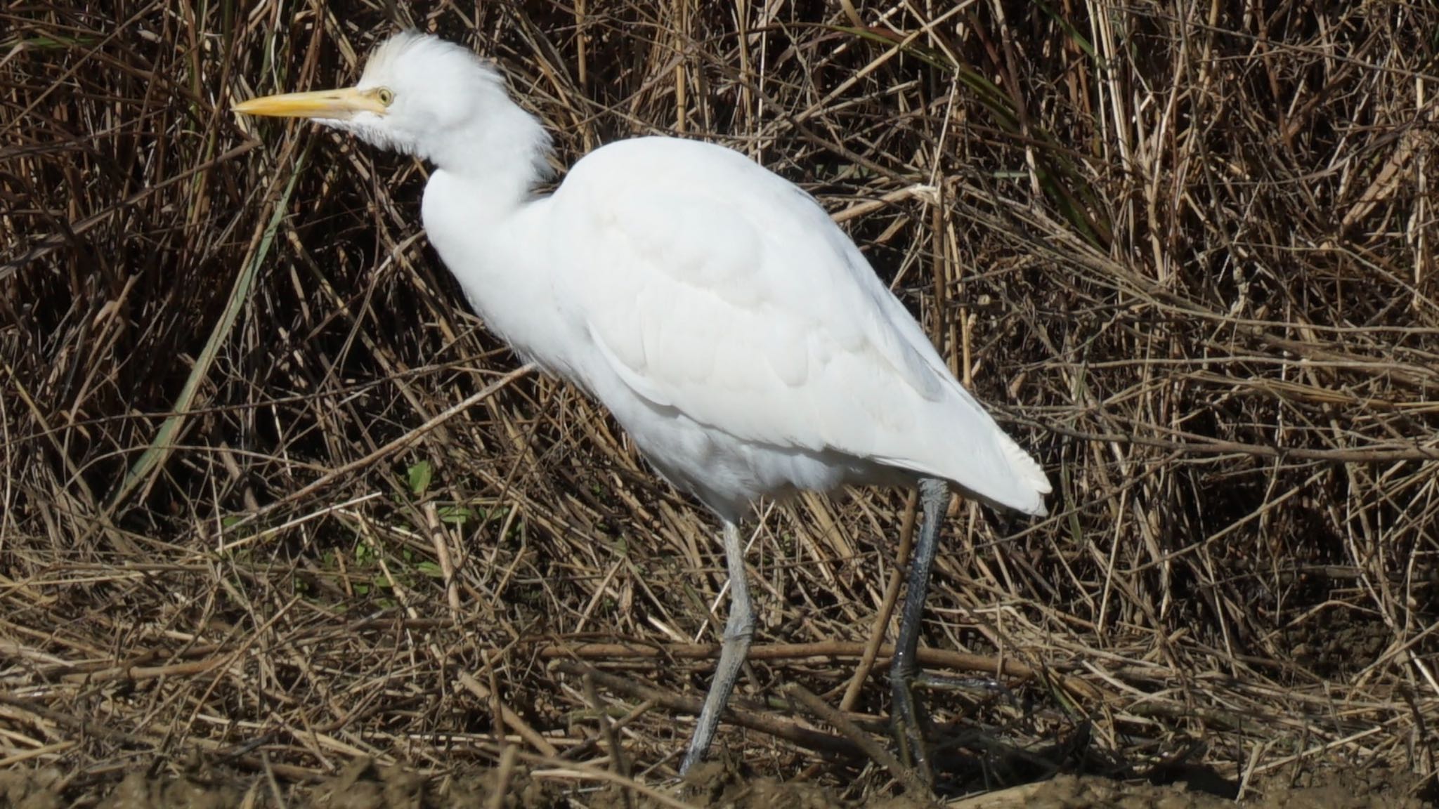 アマサギ