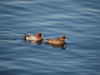 Eurasian Wigeon 日の出三番瀬沿い緑道 Sat, 1/2/2021