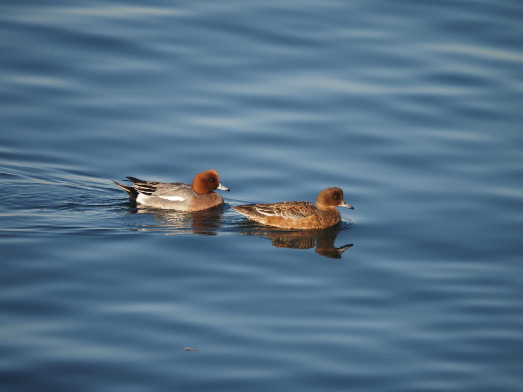 Photo of Eurasian Wigeon at 日の出三番瀬沿い緑道 by Masa