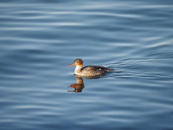 Red-breasted Merganser 日の出三番瀬沿い緑道 Sat, 1/2/2021