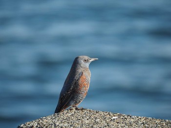 Blue Rock Thrush 日の出三番瀬沿い緑道 Sat, 1/2/2021