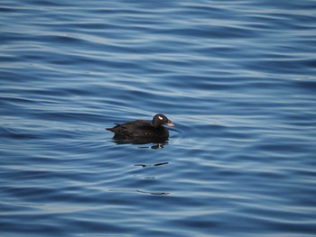 Sat, 1/2/2021 Birding report at 日の出三番瀬沿い緑道