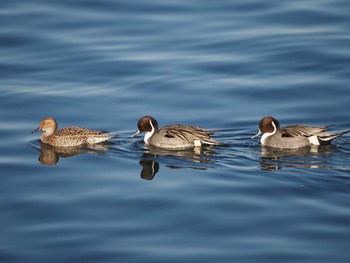 Northern Pintail 日の出三番瀬沿い緑道 Sat, 1/2/2021