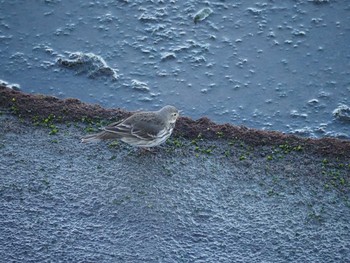 Water Pipit 日の出三番瀬沿い緑道 Sat, 1/2/2021