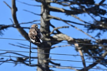 チョウゲンボウ 落石漁港・花咲漁港 2020年12月31日(木)