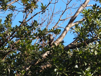 2021年1月2日(土) 長浜公園の野鳥観察記録