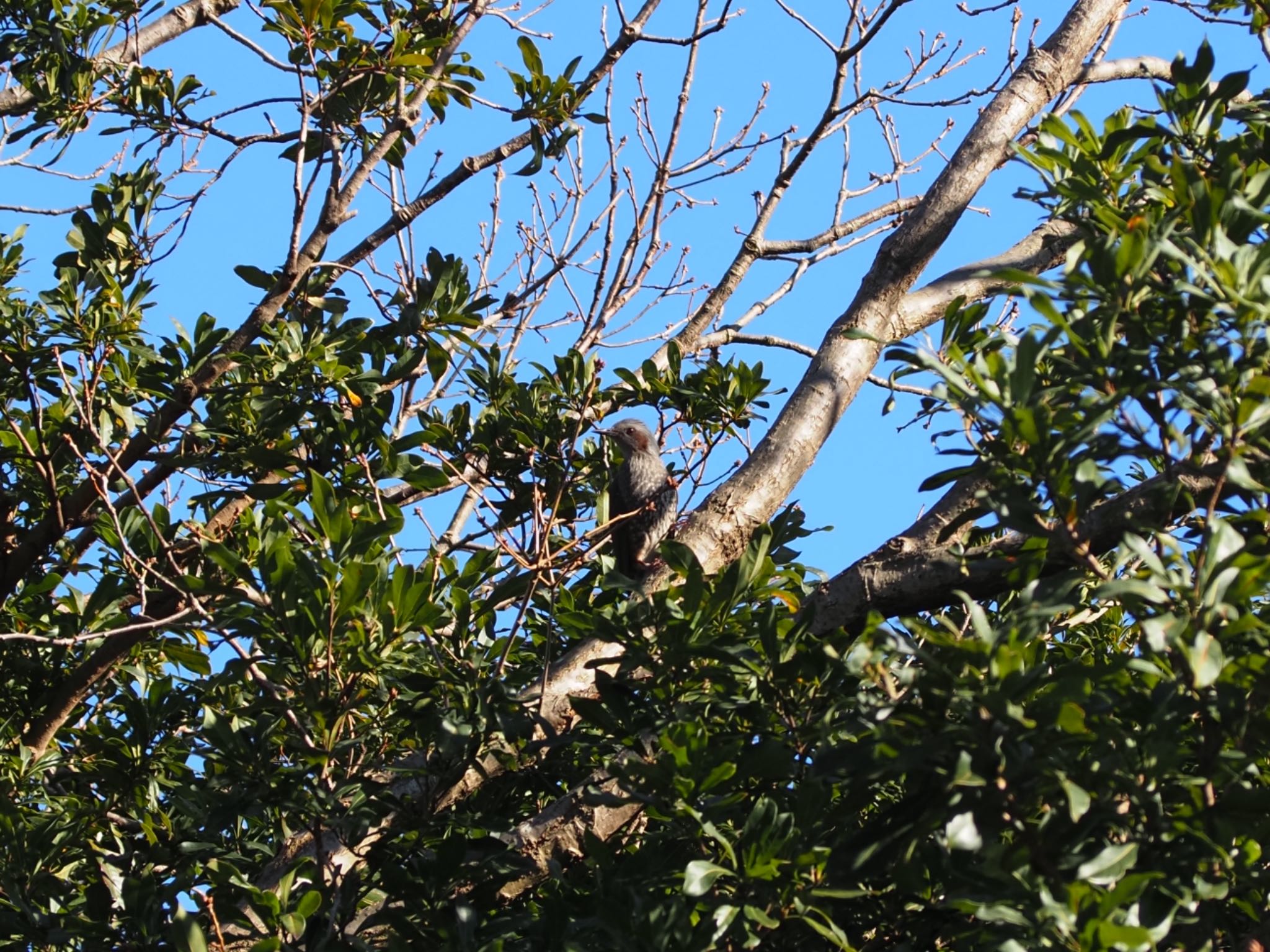 長浜公園 ヒヨドリの写真 by メメタァ