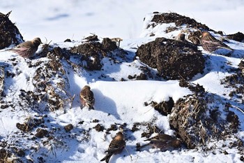 2020年12月31日(木) 霧多布岬の野鳥観察記録