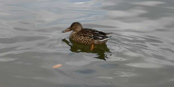 Northern Shoveler 小幡緑地 Sat, 1/2/2021