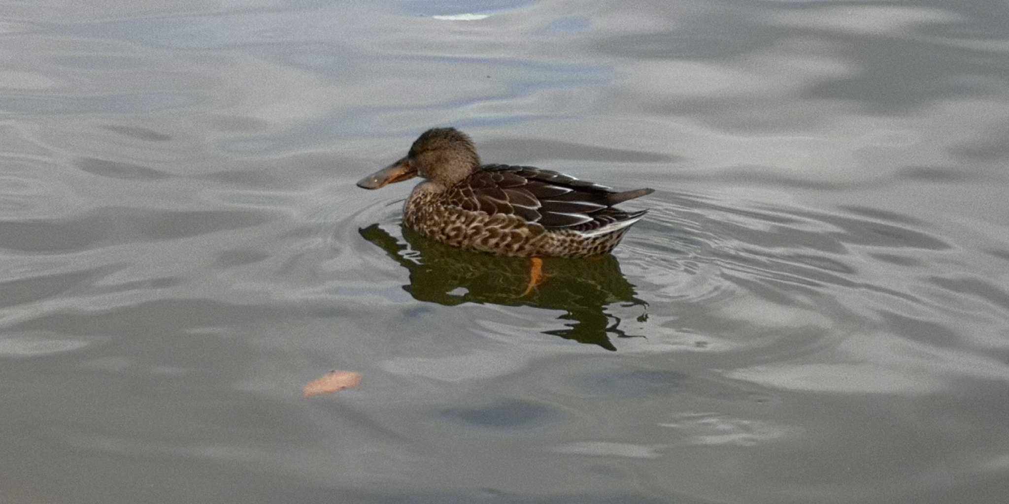 Photo of Northern Shoveler at 小幡緑地 by ともころりん