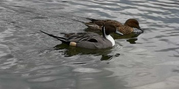 Sat, 1/2/2021 Birding report at 小幡緑地