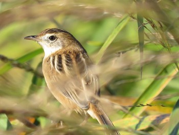 Zitting Cisticola 川島町 Fri, 11/25/2016