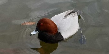 Common Pochard 小幡緑地 Sat, 1/2/2021