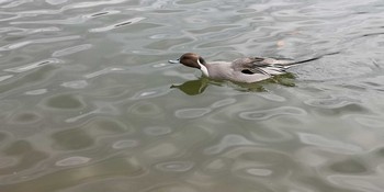 Northern Pintail 小幡緑地 Sat, 1/2/2021