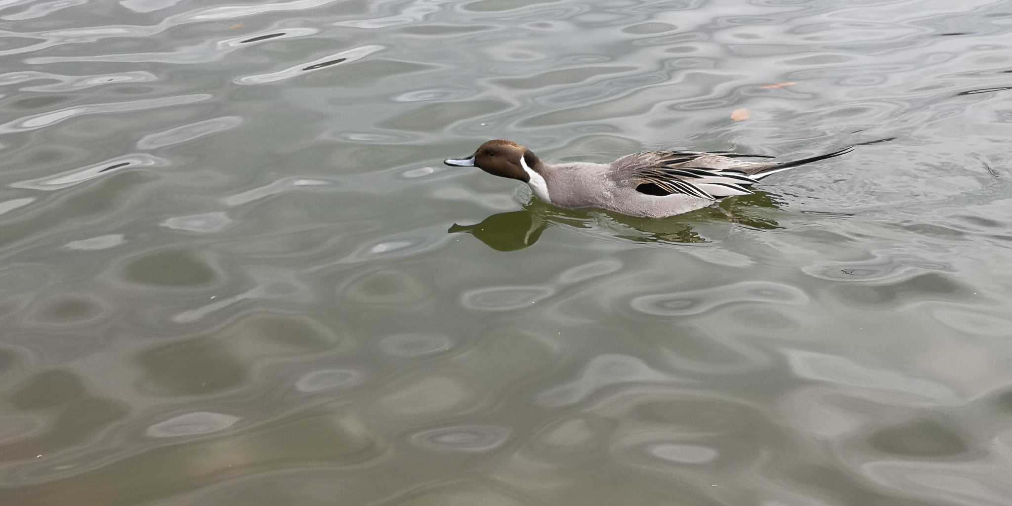 Northern Pintail