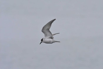 2020年12月30日(水) 厚岸・霧多布の野鳥観察記録