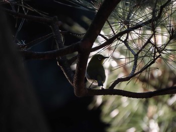 Warbling White-eye Meiji Jingu(Meiji Shrine) Sat, 1/2/2021